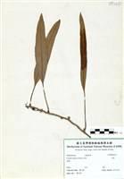 藏品(石葦)的圖片